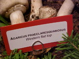 Agaricus moelleri image