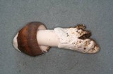 Amanita pachycolea image