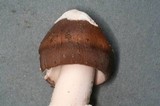 Amanita pachycolea image