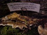 Bjerkandera adusta image