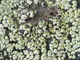 Rhizocarpon lecanorinum image