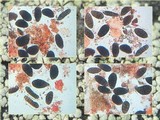 Rhizocarpon lecanorinum image