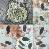 Rhizocarpon lecanorinum image