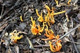 Clavulinopsis aurantiocinnabarina image