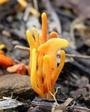 Clavulinopsis aurantiocinnabarina image
