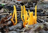 Clavulinopsis aurantiocinnabarina image