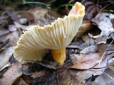Lactarius hygrophoroides image