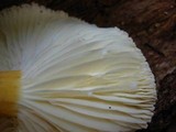 Lactarius hygrophoroides image