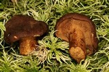 Bothia castanella image