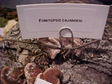 Fomitopsis cajanderi image
