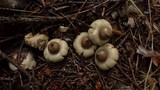 Geastrum elegans image