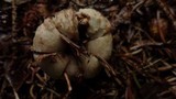 Geastrum elegans image