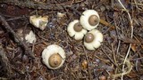 Geastrum elegans image
