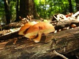 Gymnopilus liquiritiae image