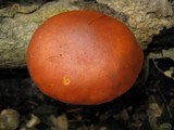 Gymnopilus liquiritiae image