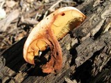 Gymnopilus liquiritiae image