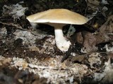 Leucopaxillus laterarius image