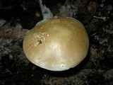 Leucopaxillus laterarius image
