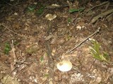 Leucopaxillus laterarius image