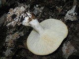 Leucopaxillus laterarius image