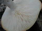 Leucopaxillus laterarius image
