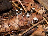 Strobilurus trullisatus image
