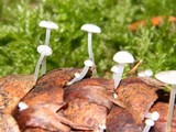 Strobilurus trullisatus image