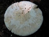 Amanita rhopalopus image