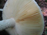 Amanita rhopalopus image