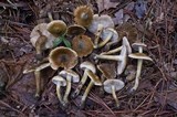 Inocybe corydalina image