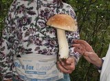 Boletus chippewaensis image