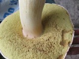 Boletus chippewaensis image