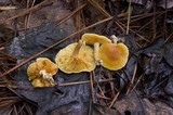 Gymnopilus sapineus image