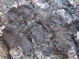 Collema nigrescens image