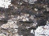 Collema nigrescens image
