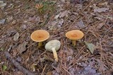 Lactarius volemus image