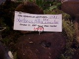 Lactarius fallax var. concolor image
