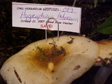 Hygrophorus bakerensis image