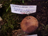 Hygrophorus purpurascens image