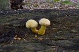 Gymnopilus luteus image