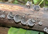 Resupinatus applicatus image