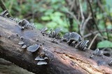 Resupinatus applicatus image