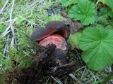 Boletus luridiformis image