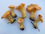 Cantharellus roseocanus image