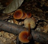 Mycena atkinsoniana image