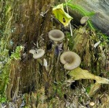 Pseudoarmillariella ectypoides image