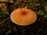 Tricholomopsis rutilans image