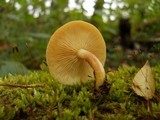 Tricholomopsis rutilans image