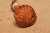 Psathyrella delineata image