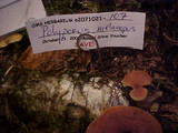 Polyporus guianensis image